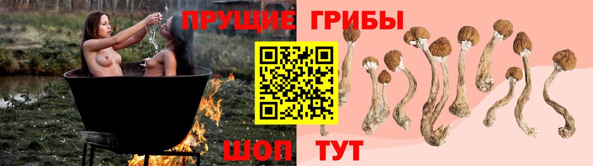 дарнет шоп  Псилоцибиновые грибы мицелий  Вход с VPN  Карасук 